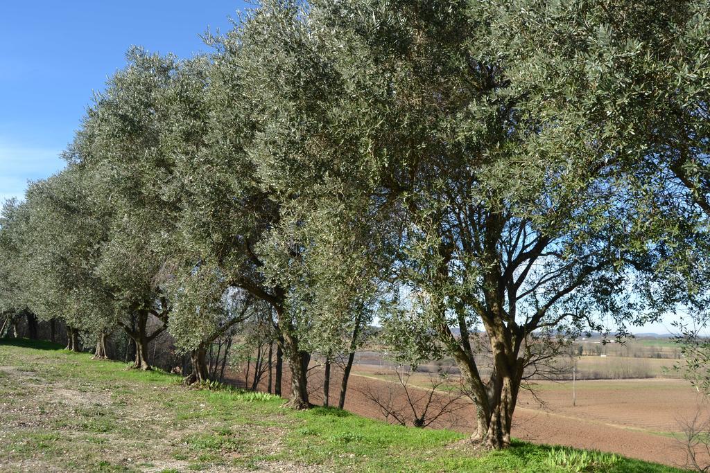 Agriturismo Olistico Atman Villa Monzambano Exterior photo